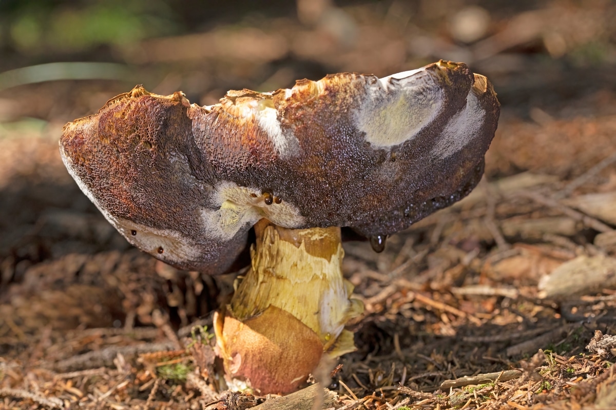 hypomyces attacked bolete