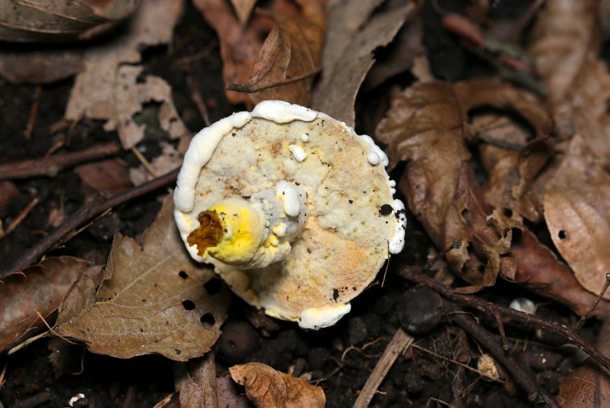 bolete eater