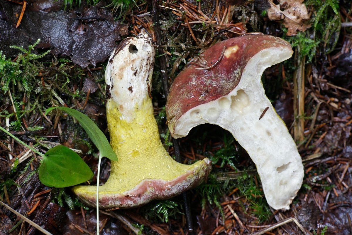 yellow crust fungi parasite
