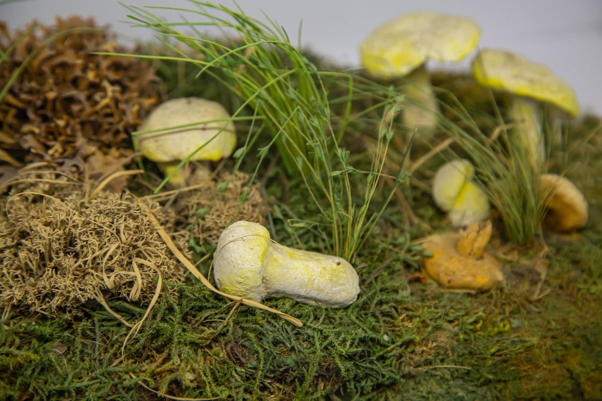 parasitized boletes