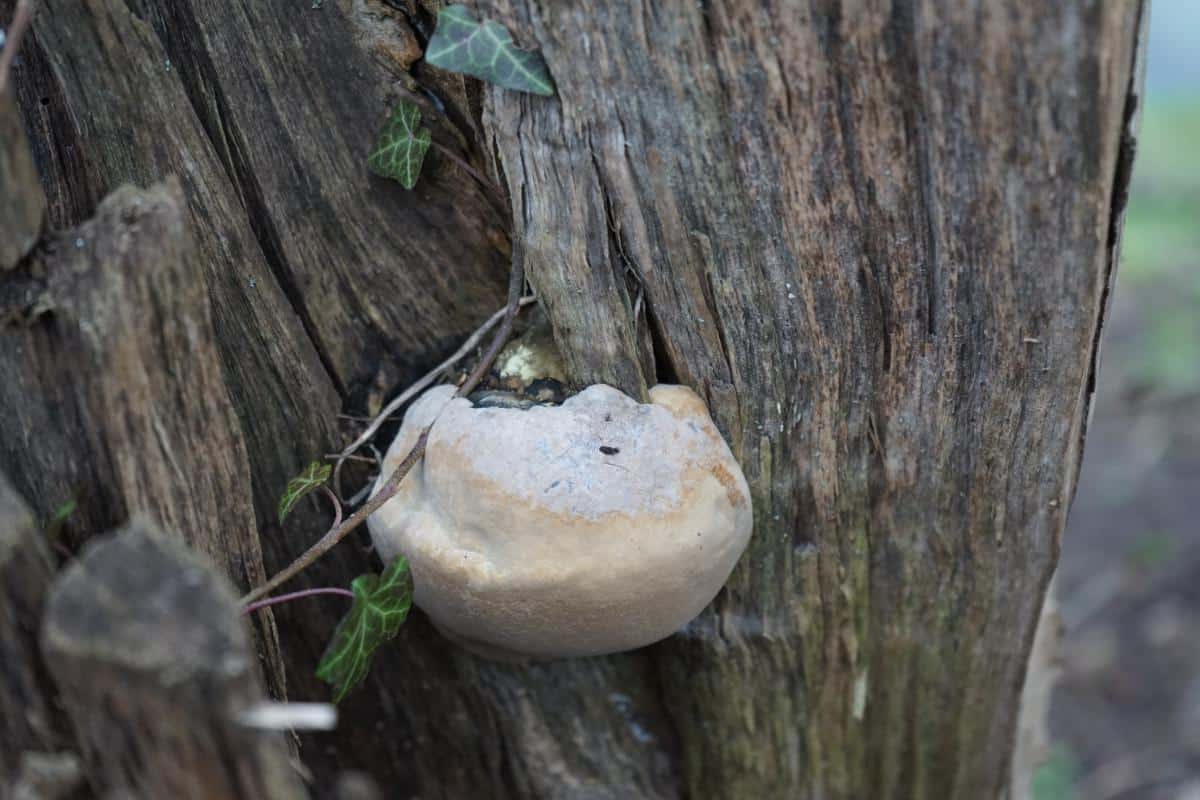 veiled polypore mushroom on tree