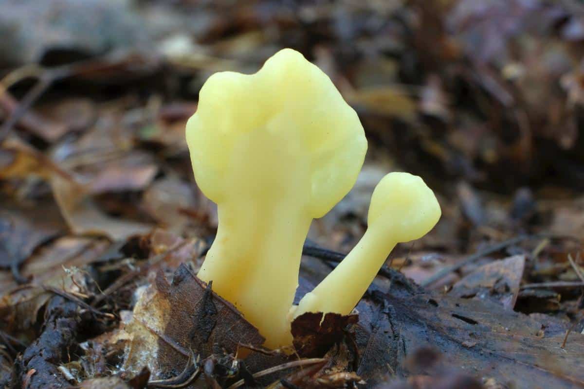 yellow earth tongue mushrooms