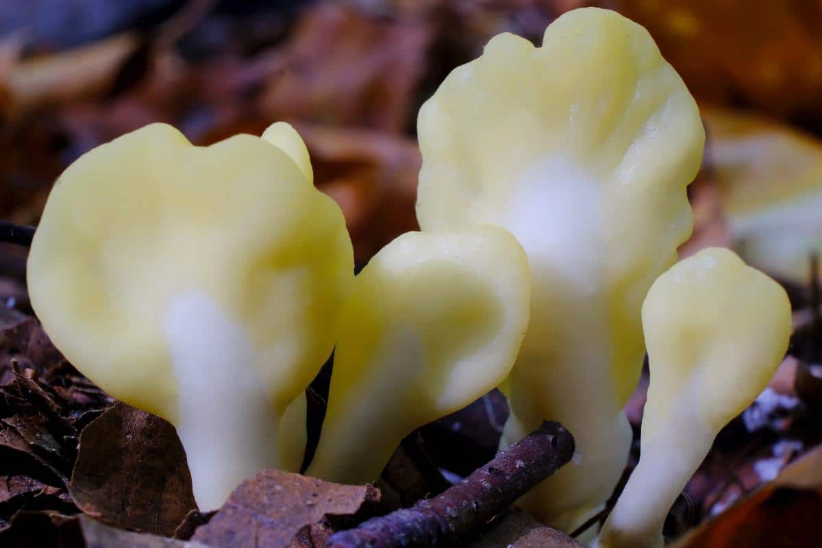 Spathularia flavida