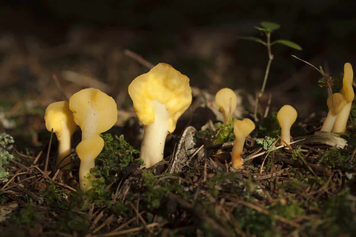 Spathularia flavida