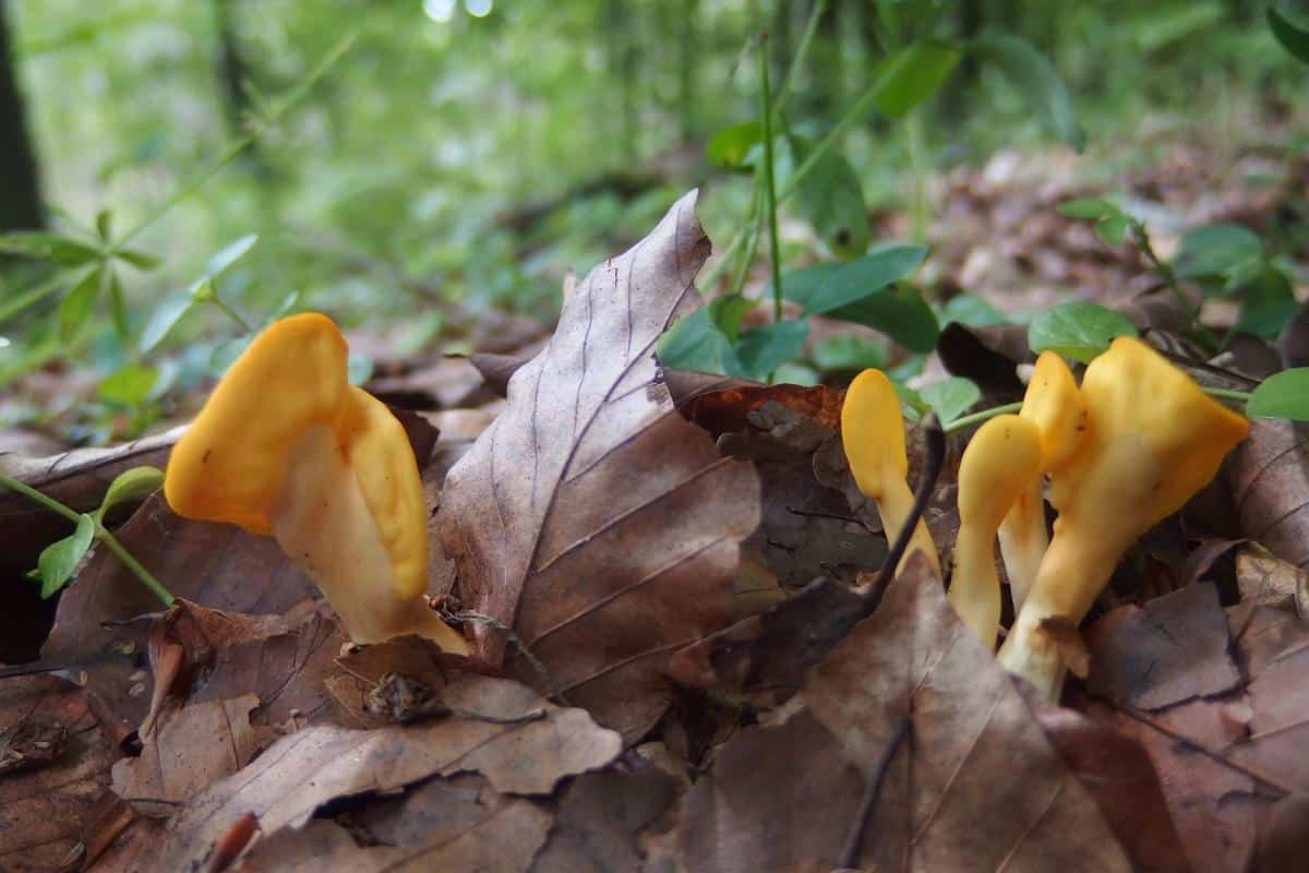 Spathularia flavida