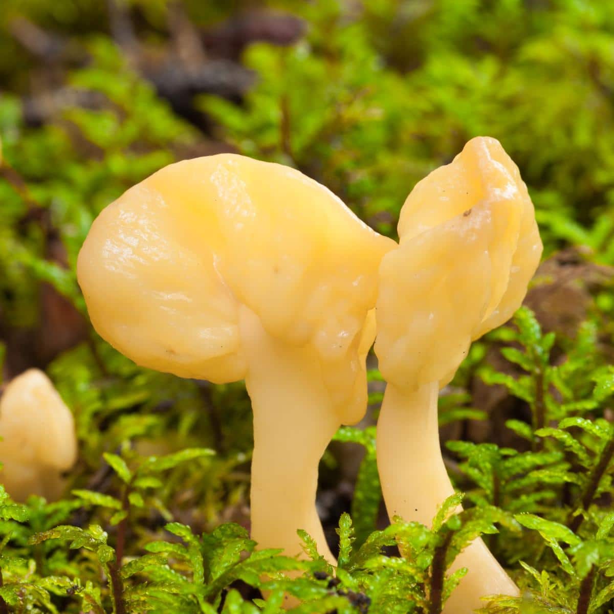 Spathularia flavida