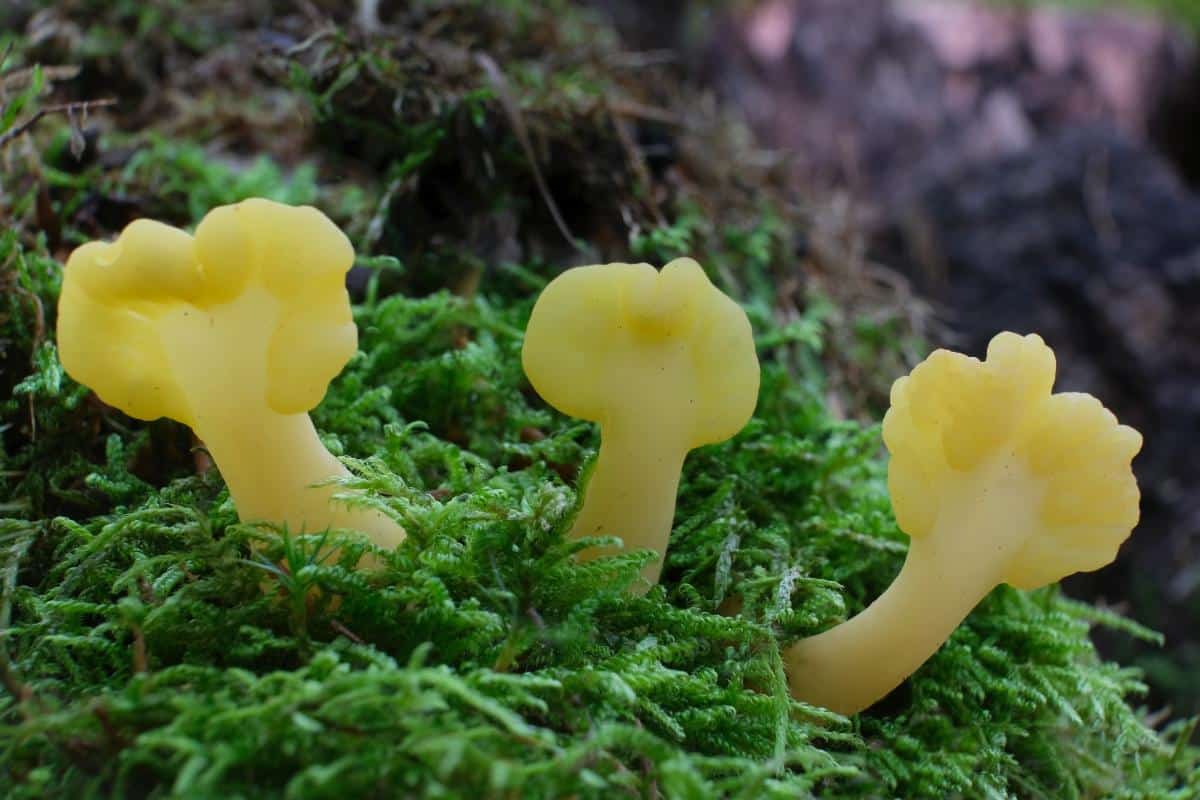 Spathularia flavida