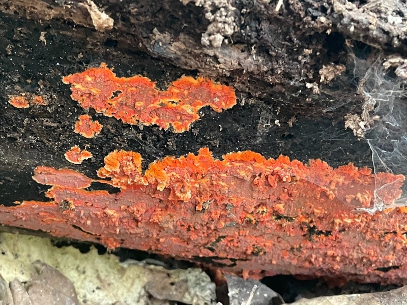 Phlebia coccineofulva