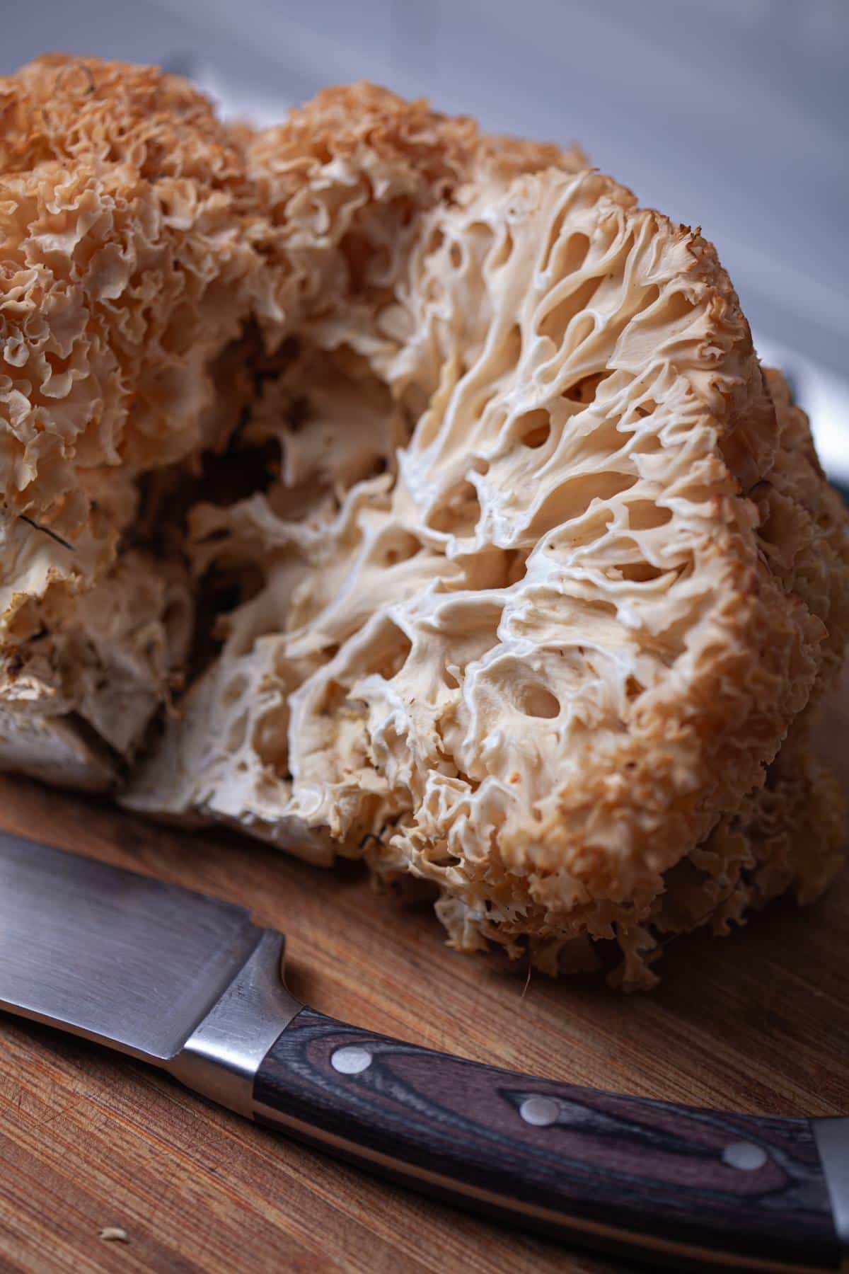 Sparassis cross section