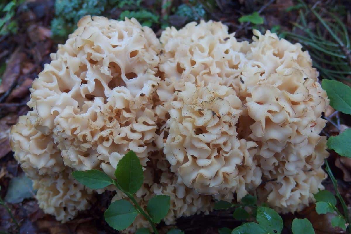 cauliflower mushroom
