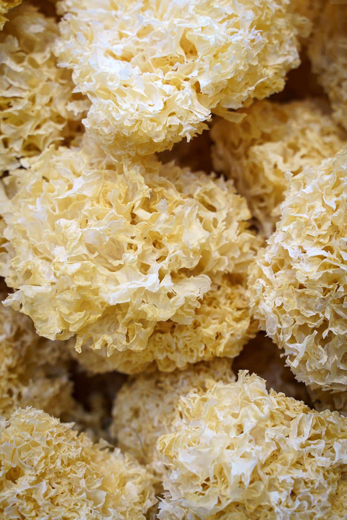 dried cauliflower mushroom