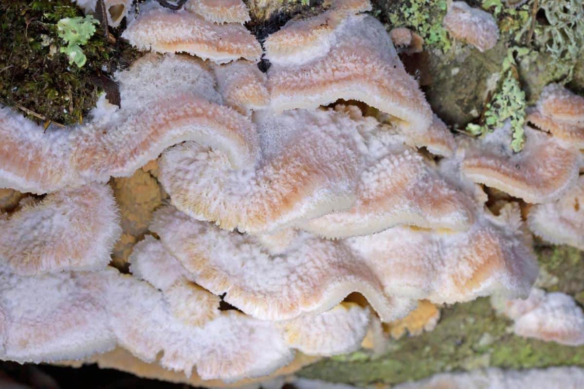 jelly rot fungus