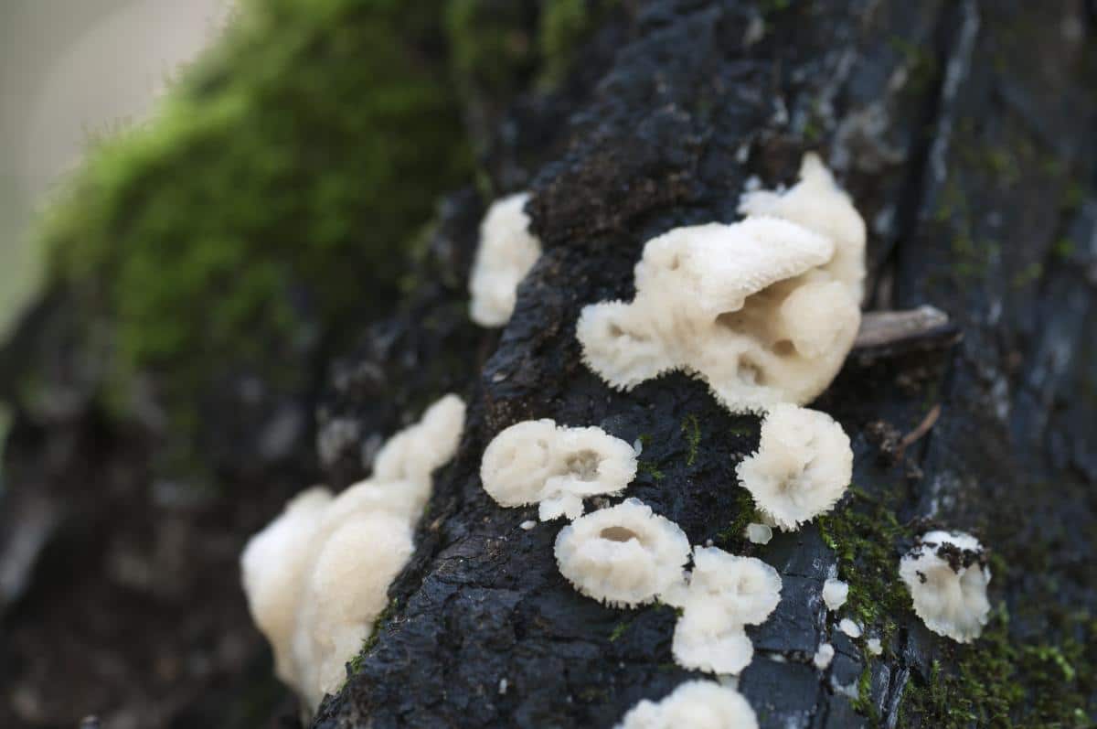 Phlebia tremellosa
