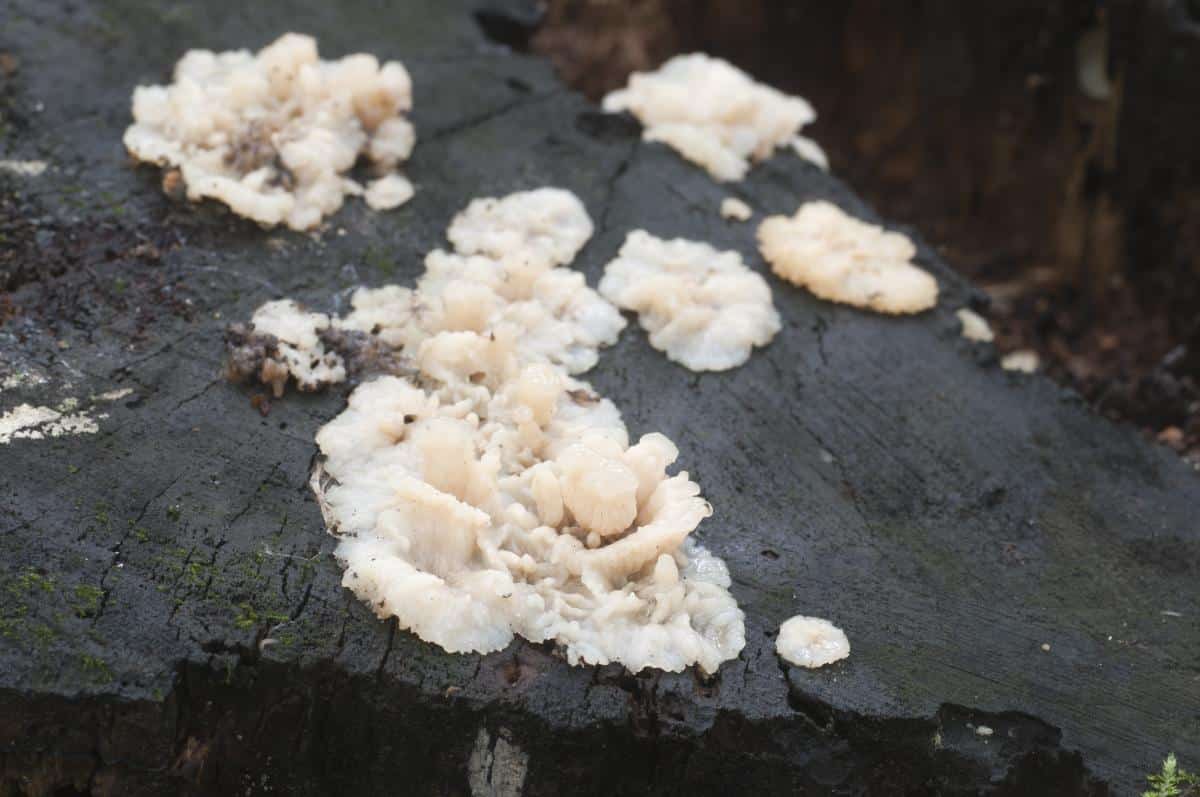 Phlebia tremellosa