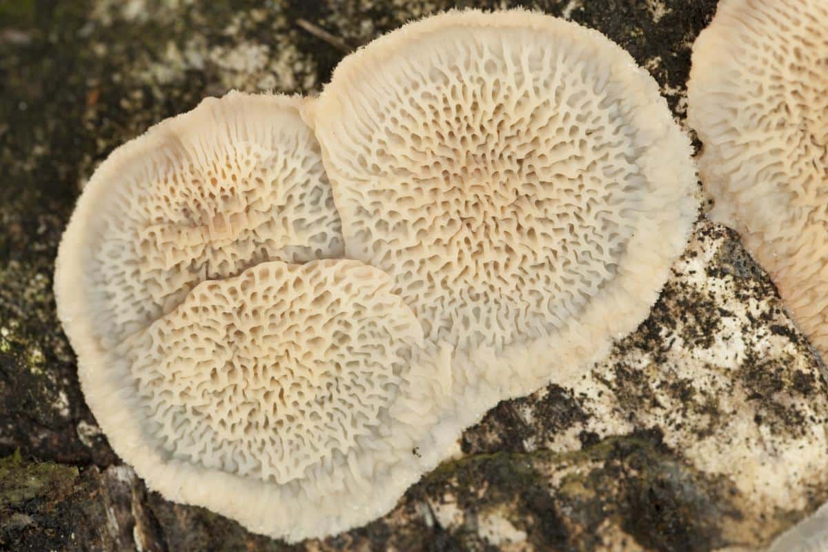 Phlebia tremellosa