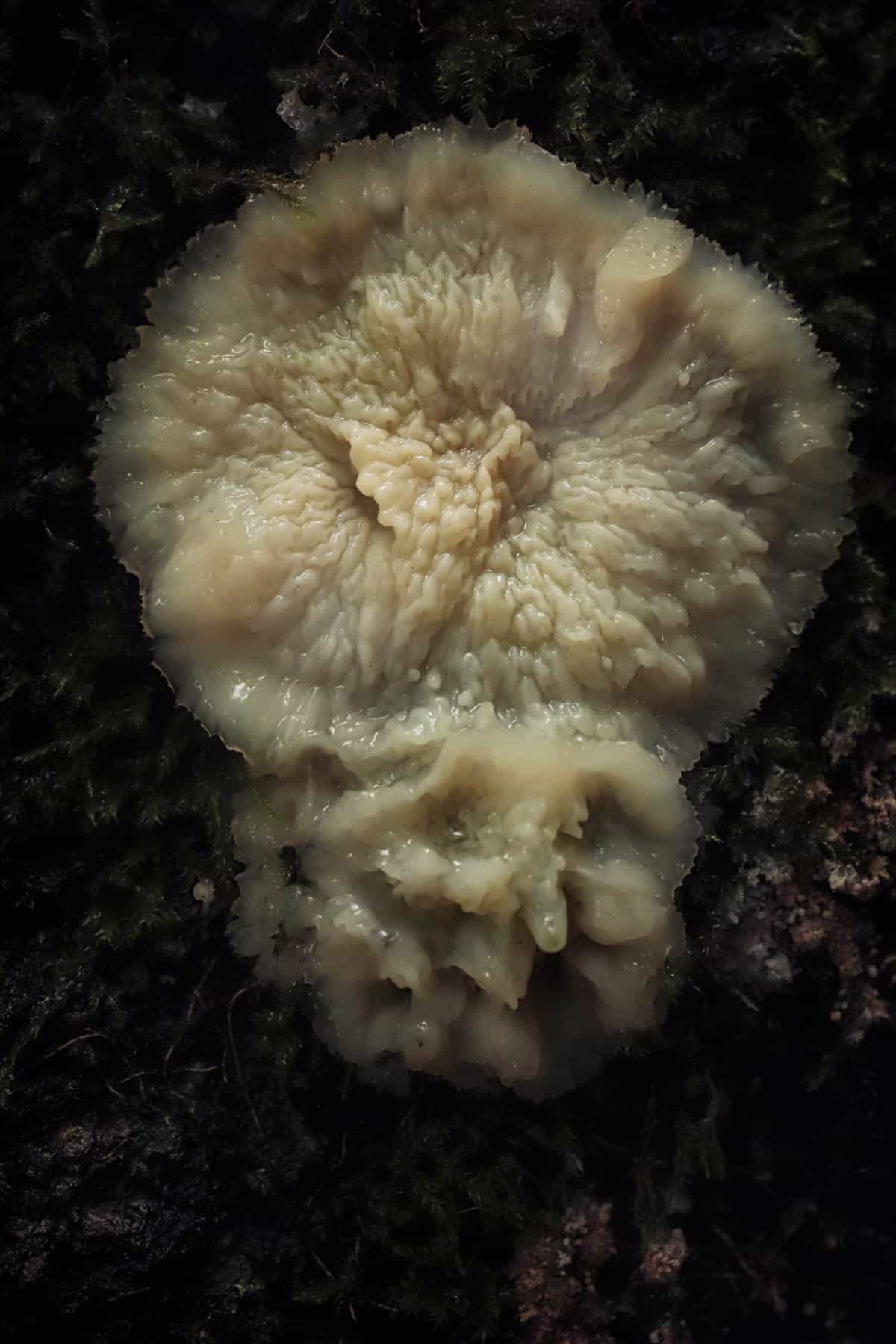 jelly rot fungus