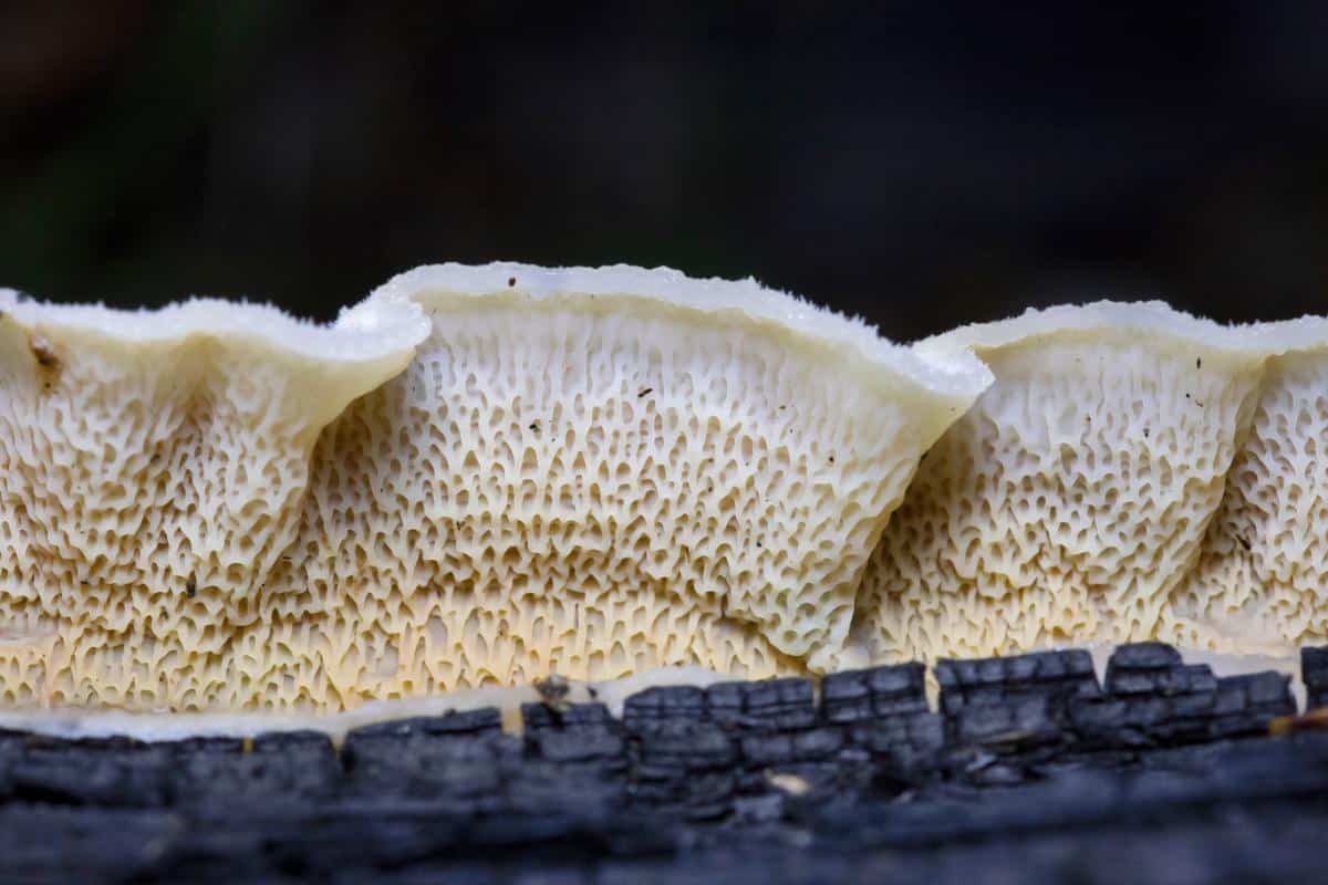trembling Merulius