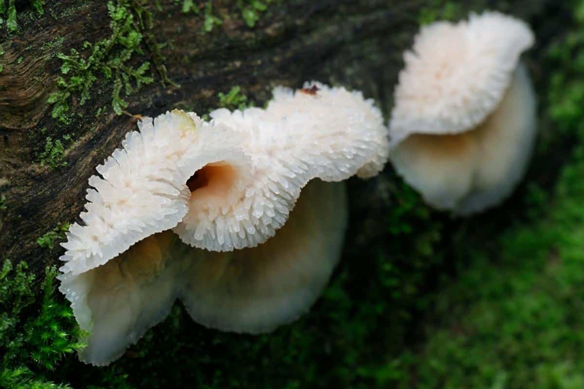 trembling Phlebia