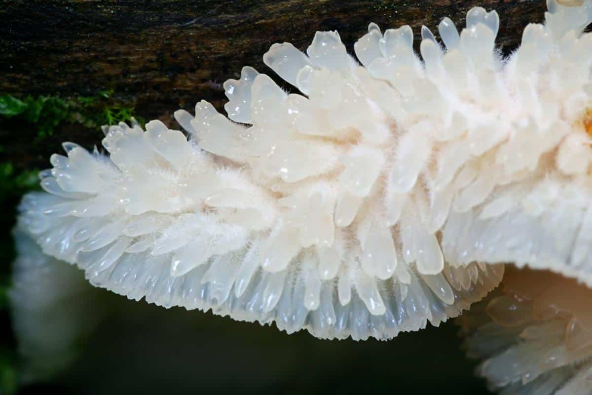 Phlebia tremellosa