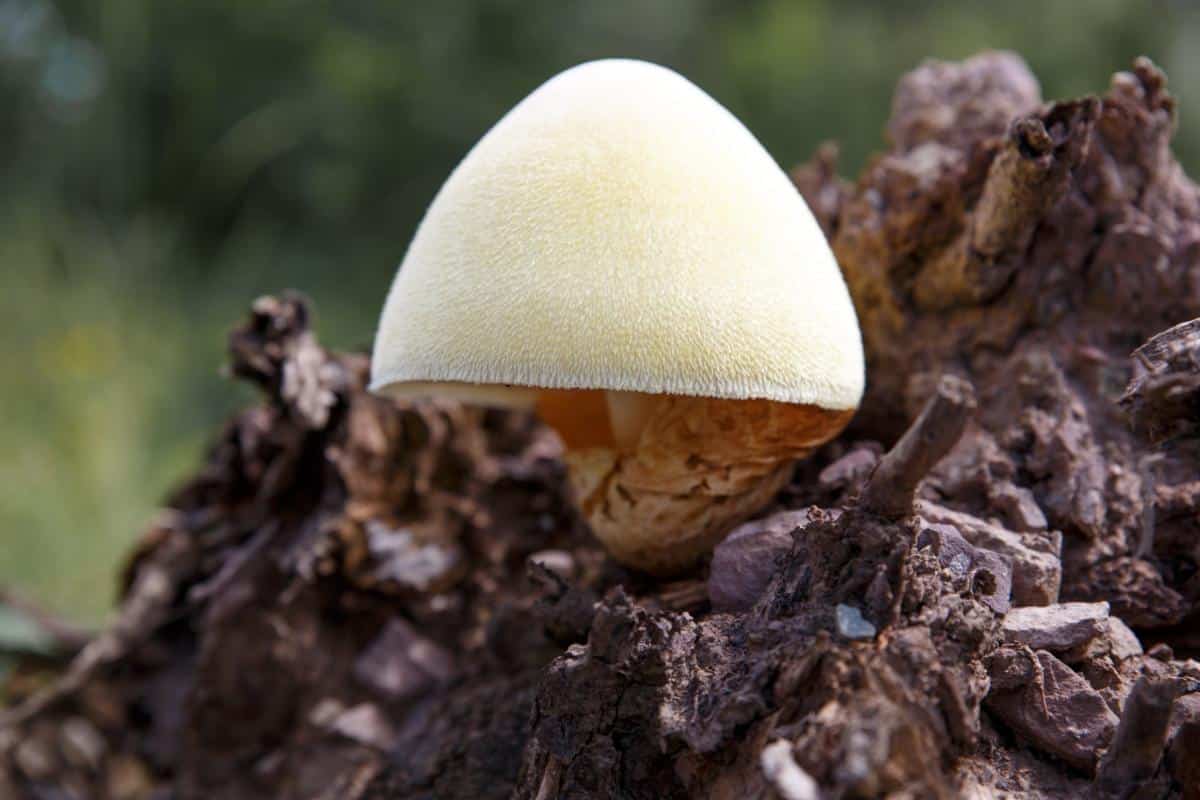 silky sheath mushroom