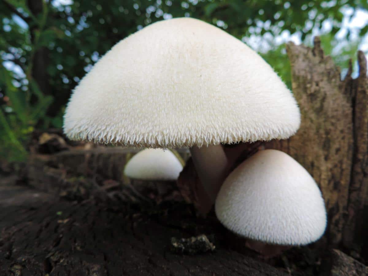 Volvariella bombycina