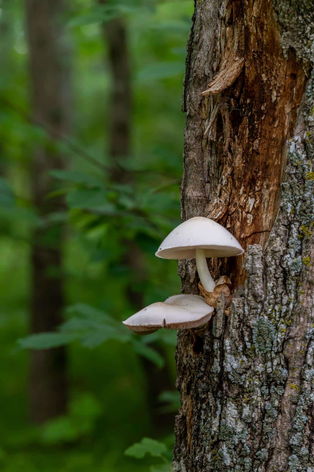 Volvariella bombycina