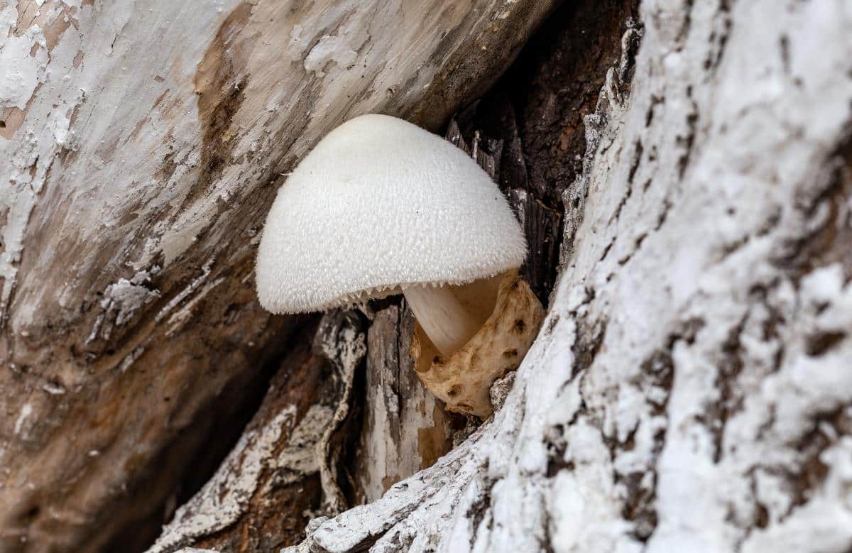 silky rosegill mushroom