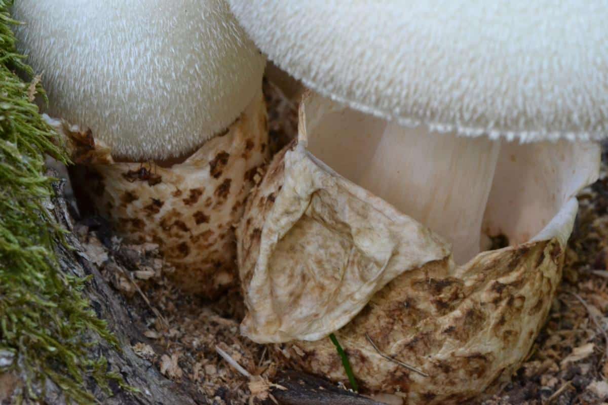 Volvariella bombycina