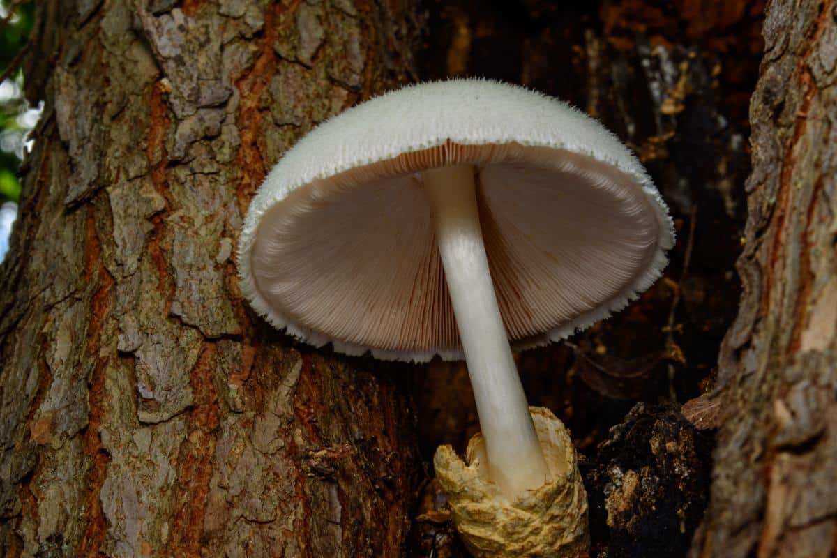 silky rosegill mushroom