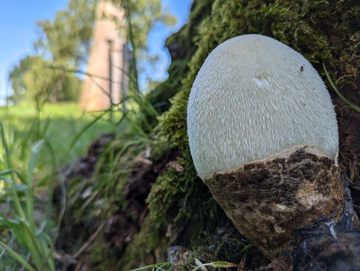 silky sheath mushroom