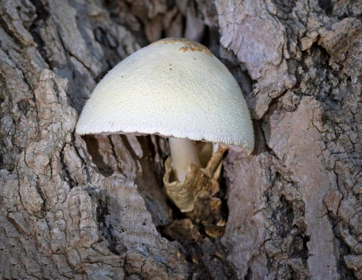 silky sheath mushroom