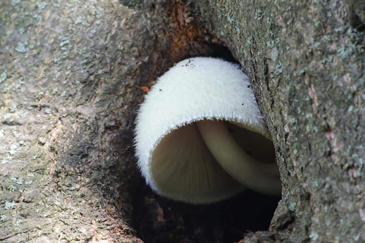 Volvariella bombycina
