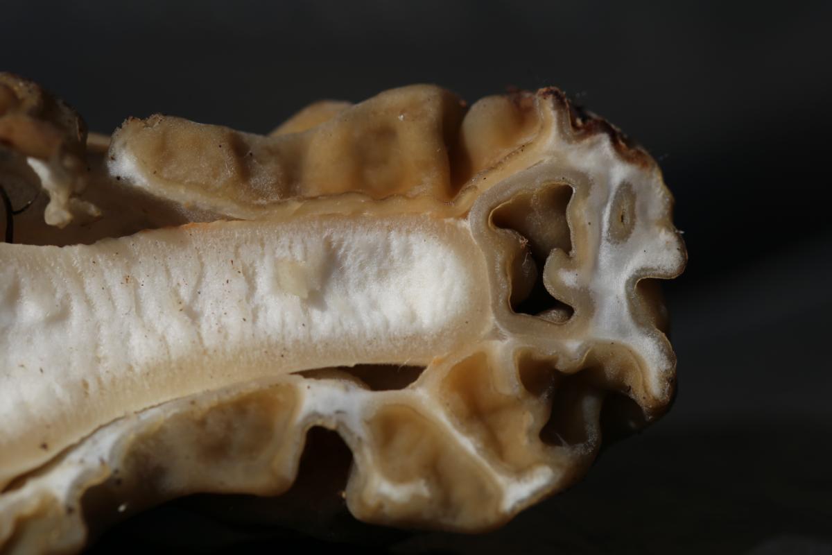 close up verpa mushroom