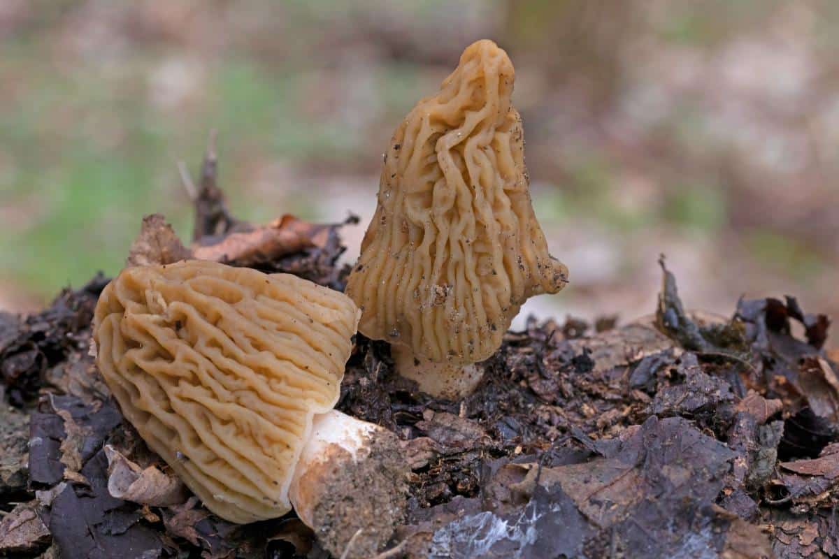 verpa mushrooms growing