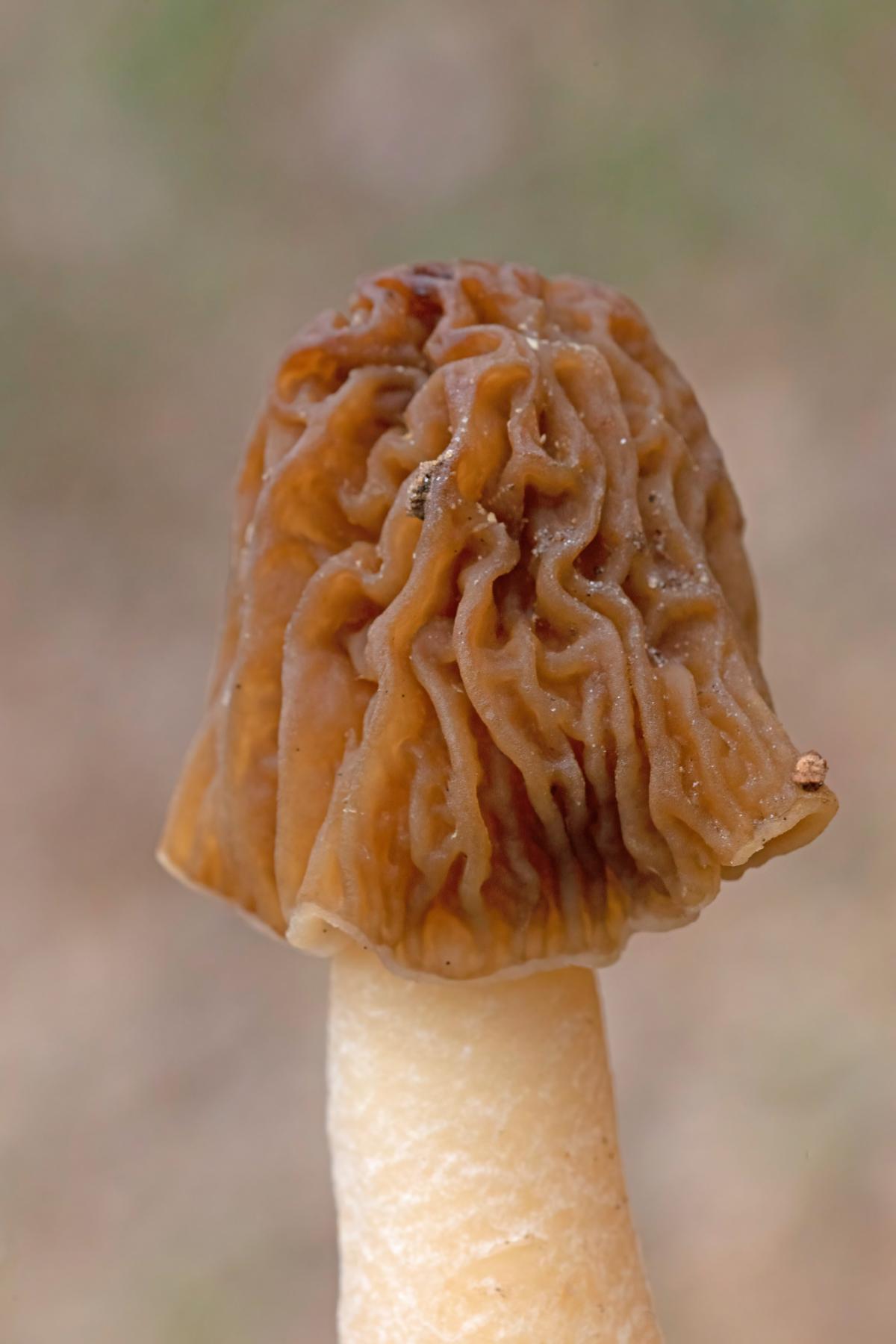 verpa mushrooms close up