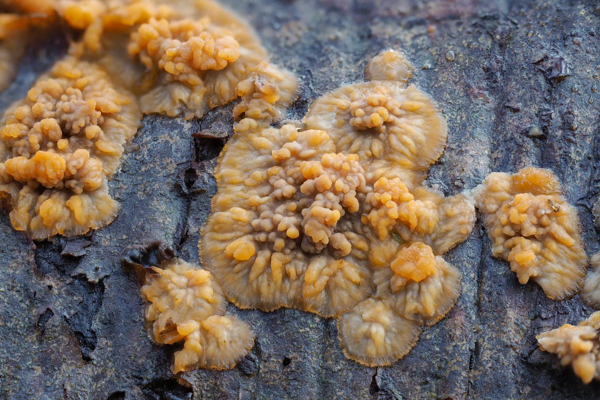 Phlebia radiata