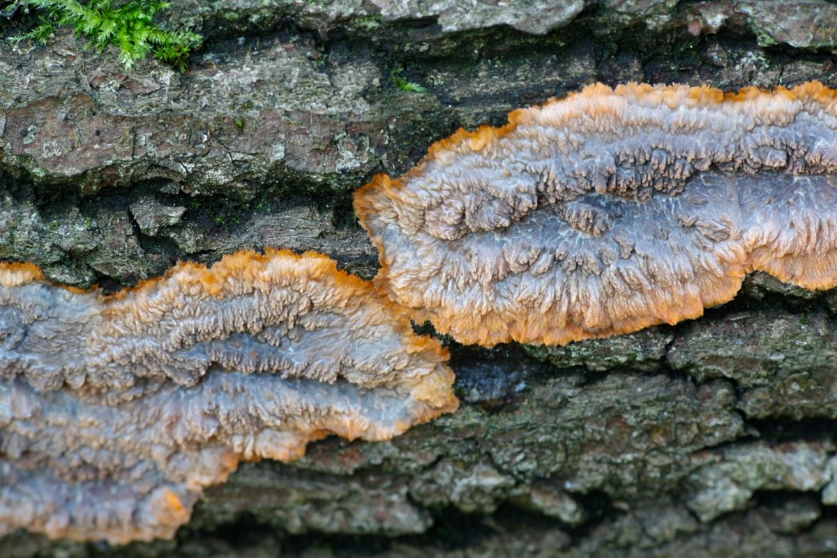 Phlebia radiata