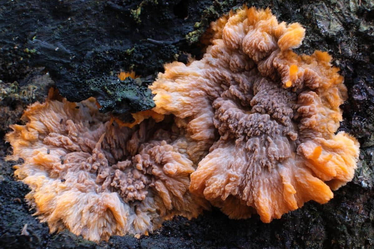 wrinkled crust mushroom