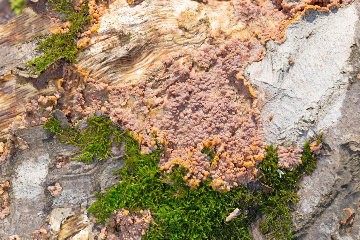 wrinkled crust 