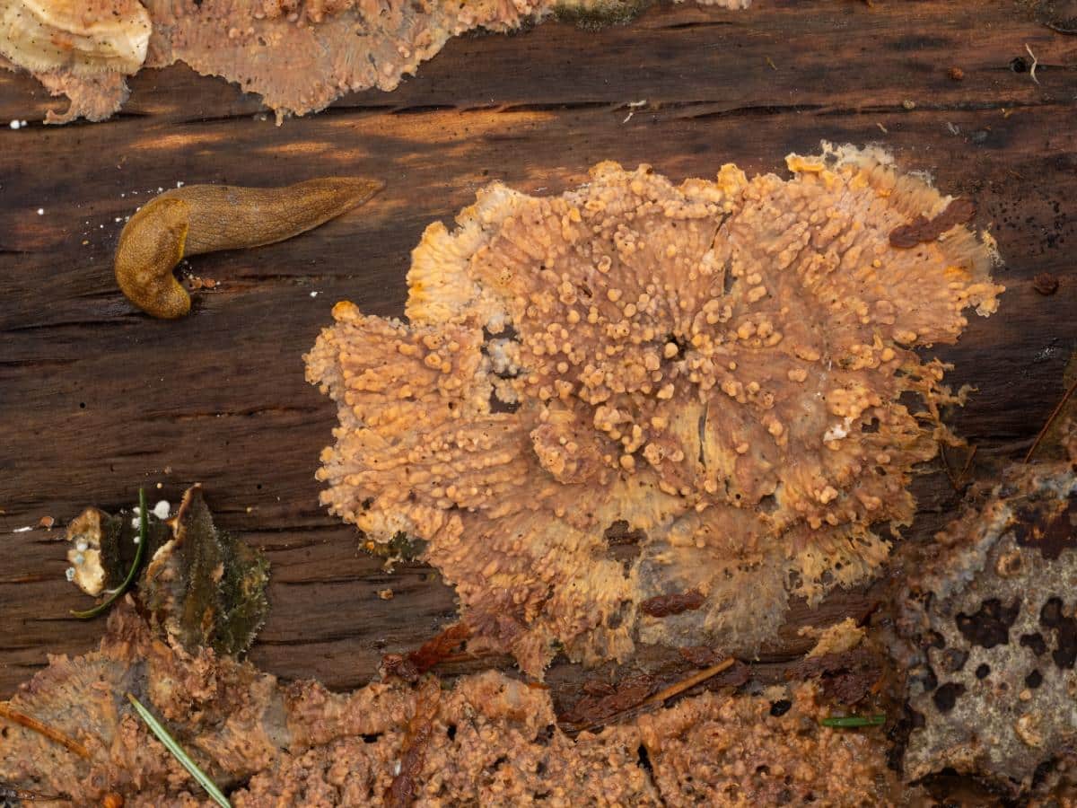 wrinkled crust fungus