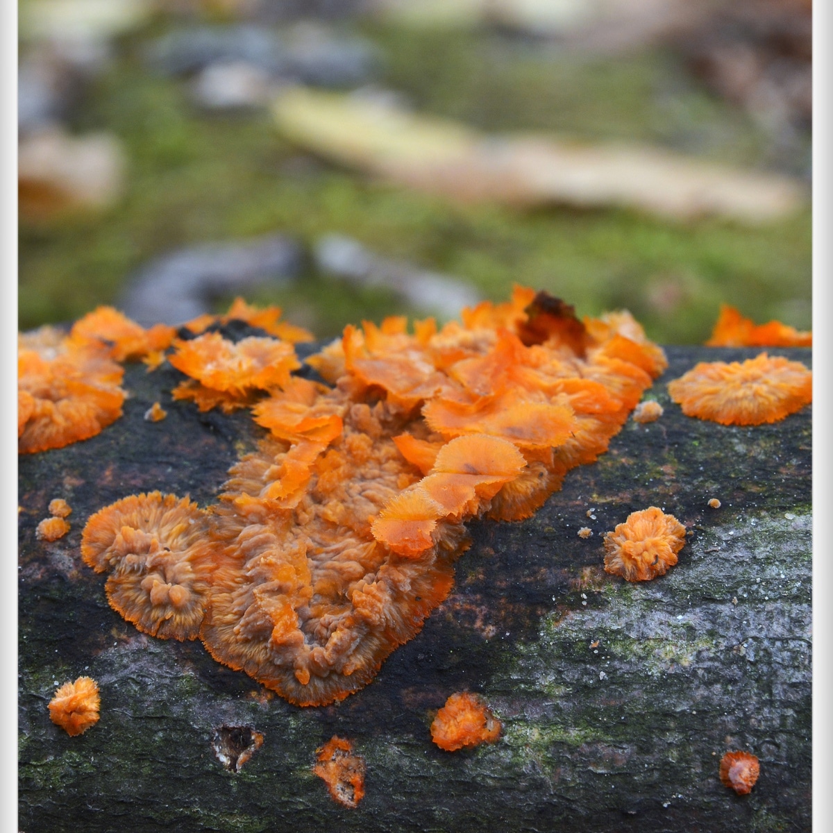Wrinkled Crust Fungus: Identification, Lookalikes, and Uses