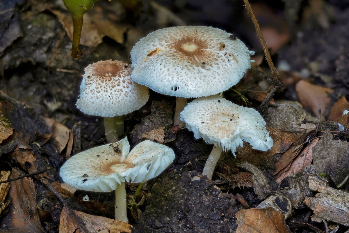 Lepiota dapperling mushrooms