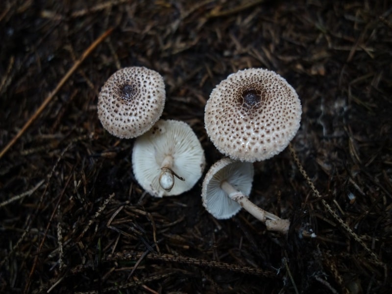 lepiota felina