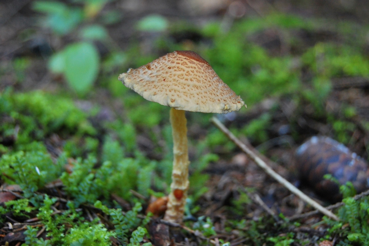 dapperling parasol mushrooms