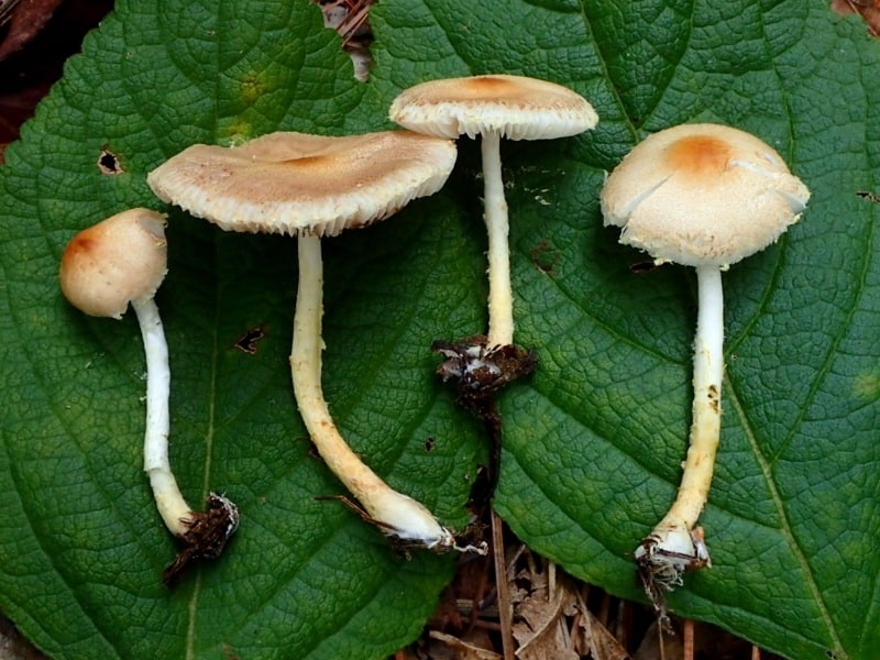 lepiota ermina