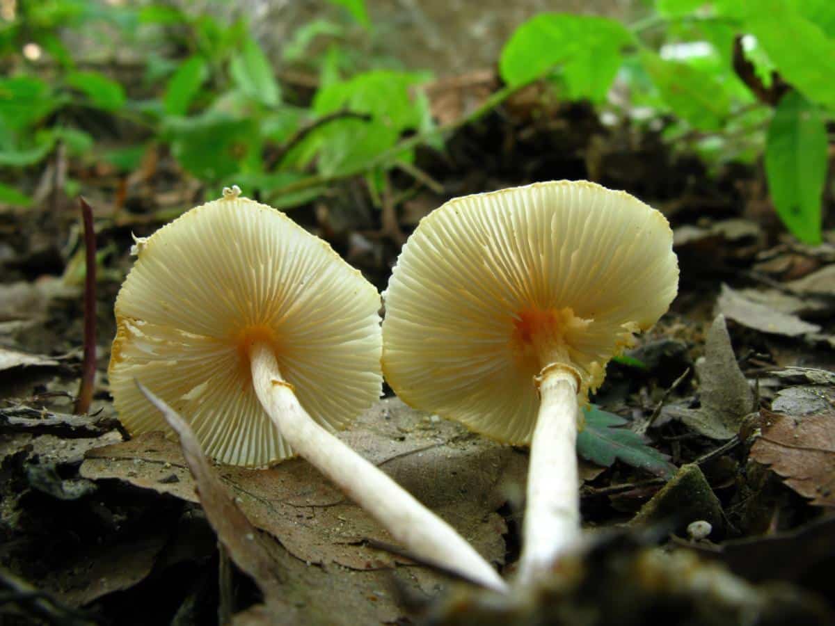 Lepiota dapperlings