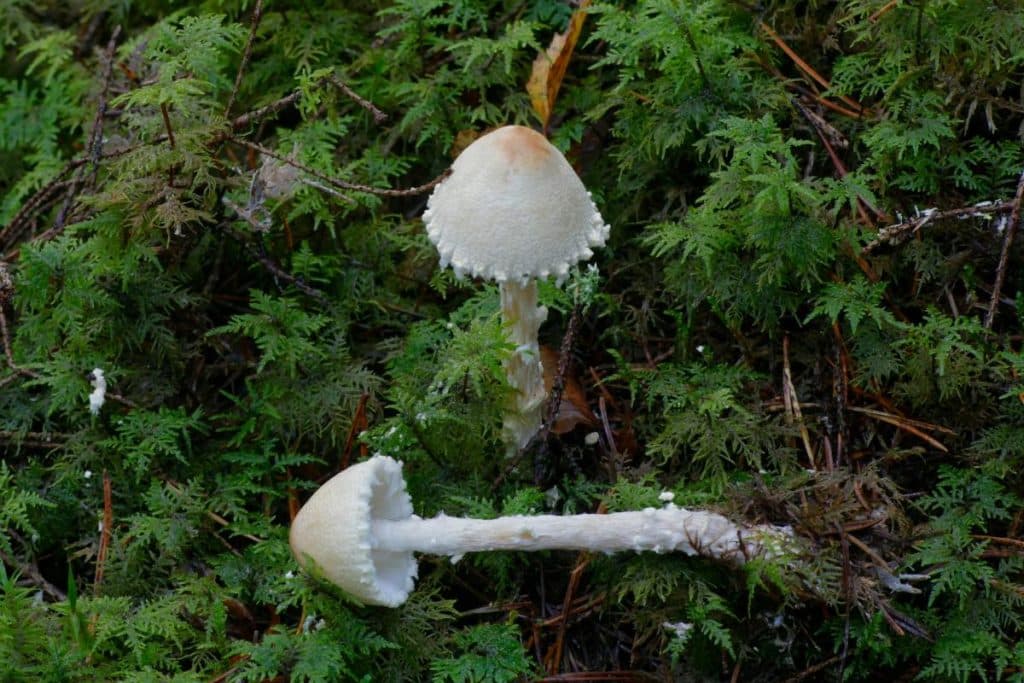 Lepiota Mushrooms Identification Guide Mushroom Appreciation 