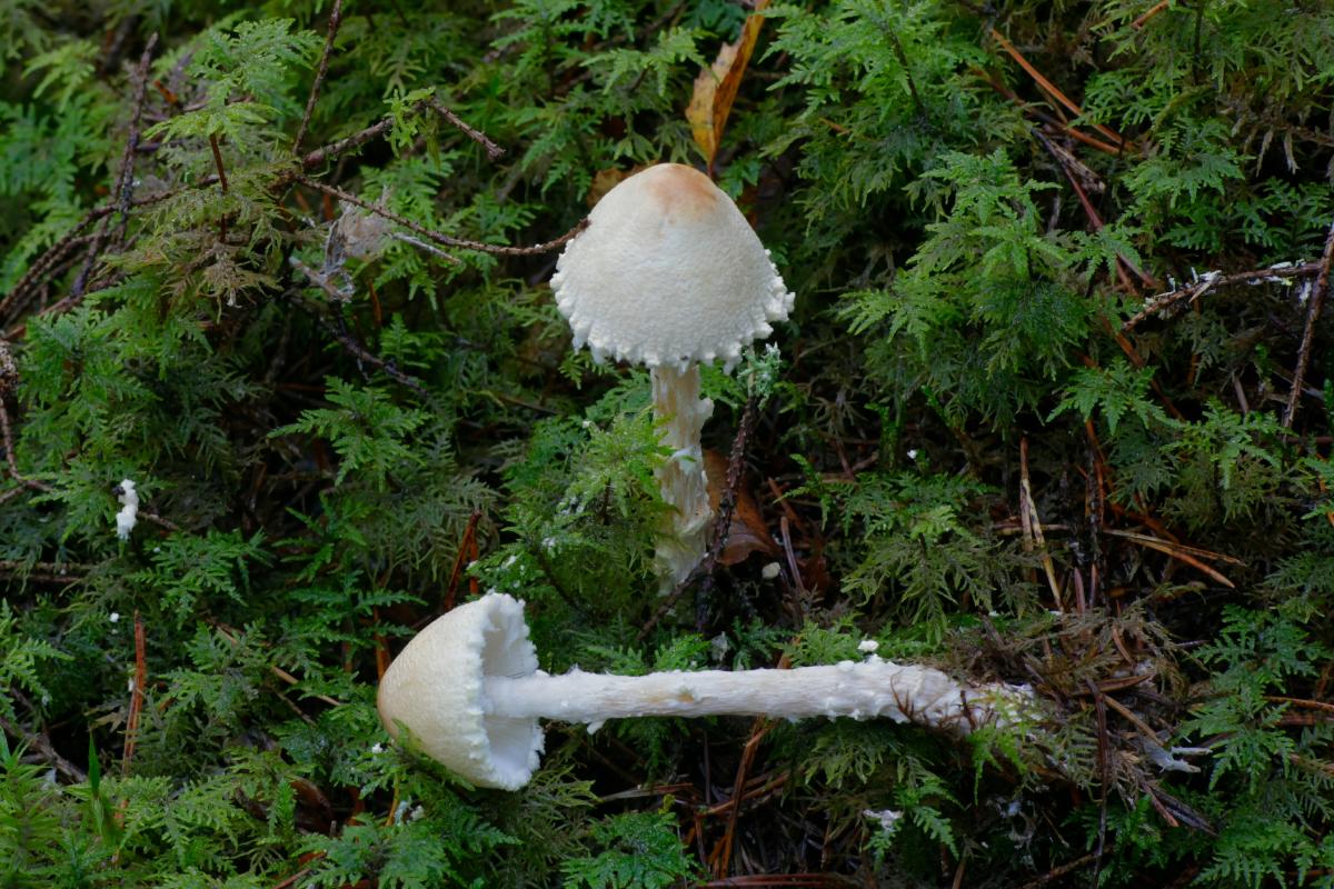 Lepiota dapperlings