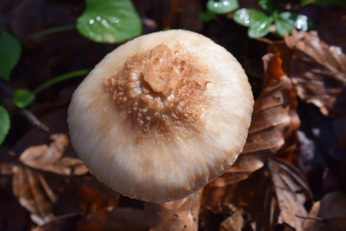 lepiota lilacea