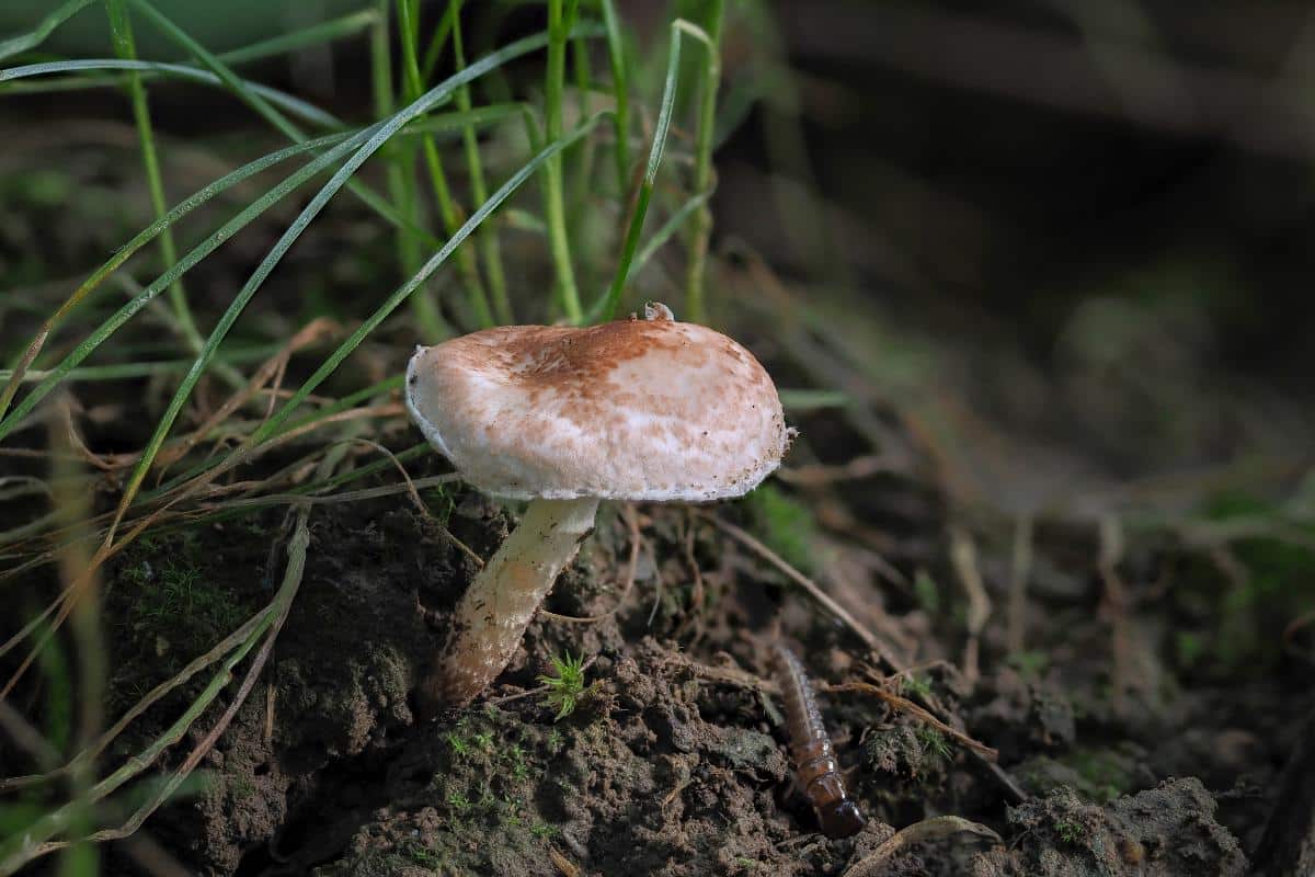 fatal dapperling mushroom